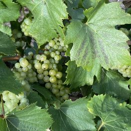 best-chardonnay-grape